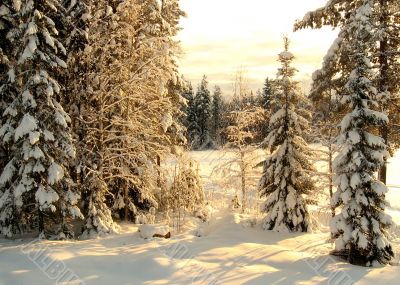 Sunlight in the winter forest