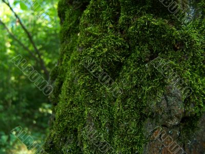 Moss-grown tree.