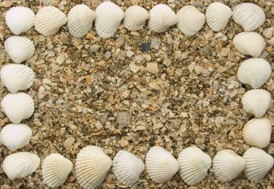 framework from sea shell framework from sea shell