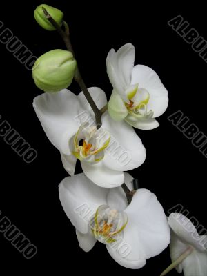 White orchid