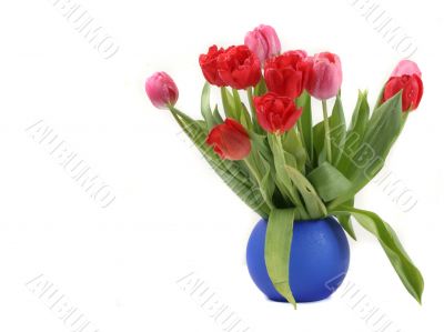 red tulips