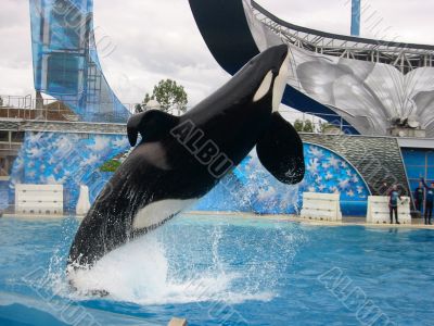 Oceanarium. Oceanarium.