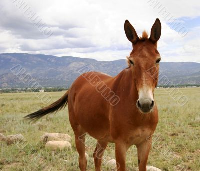 Colorado pony in pasture