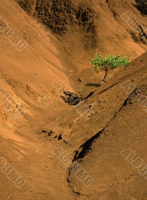 Single tree in red canyon