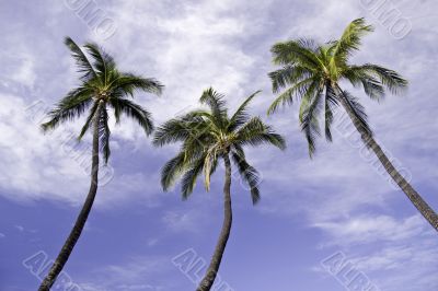 Three Palm Trees