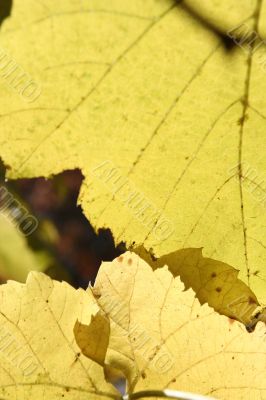 Beautiful background leave