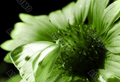 Red flower with a butterfly