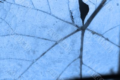 Beautiful background leave