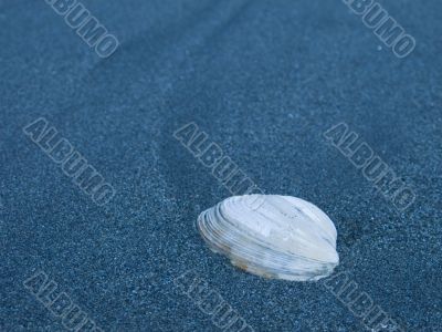 sea shell macro