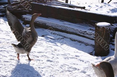  The goose on a snow.