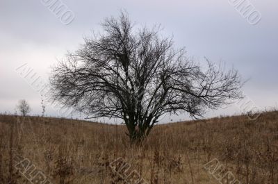 Single Winter Tree