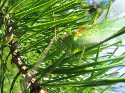grasshopper on pine