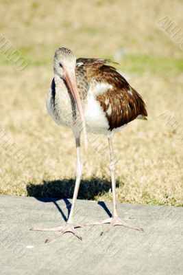 Blue Eyed Ibis