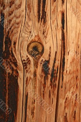 Burnt knotty wood background