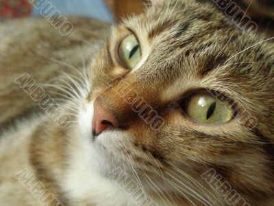 portrait of cat portrait of cat