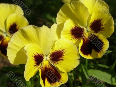 yellow pansy yellow pansy