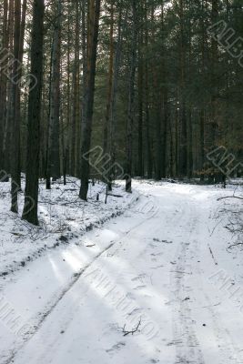 winter forest pierced with rays of sunlight