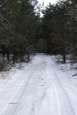 winter forest.