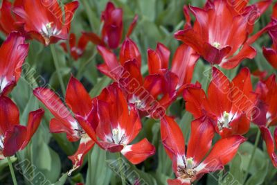 red tulips