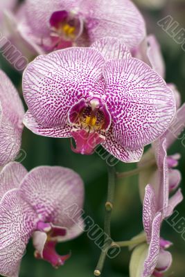 orchids
