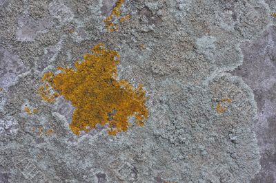 Lichens on rock