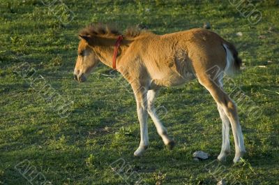 Foal