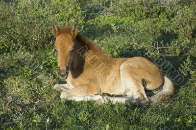 Foal