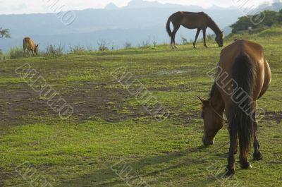 Brown Horse