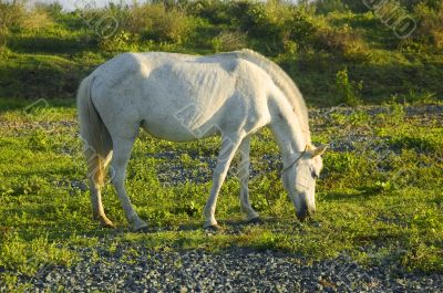 White Horse