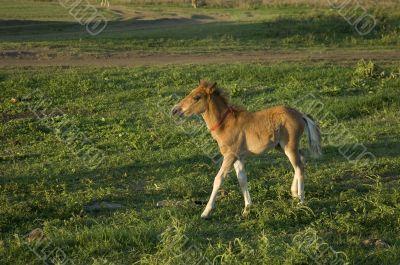 Foal