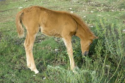 Foal