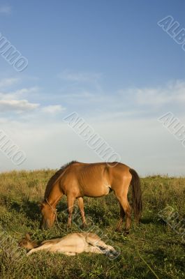 Brown Horse