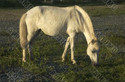 White Horse