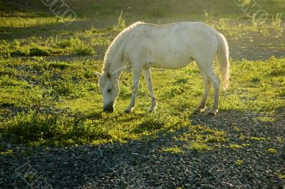 White Horse