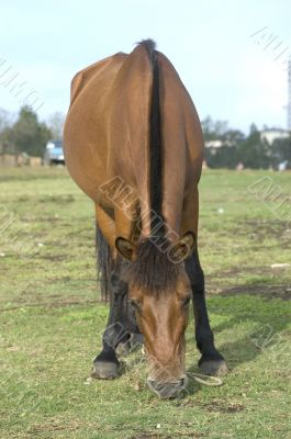 Brown Horse