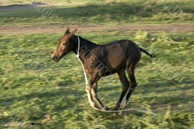 Foal