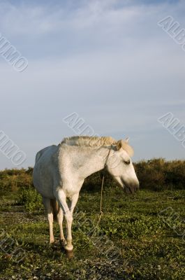 White Horse