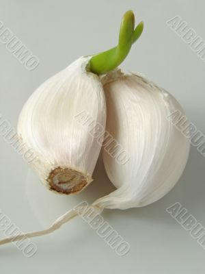 garlic