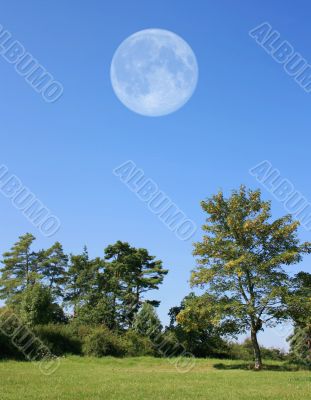 Trees with Moon