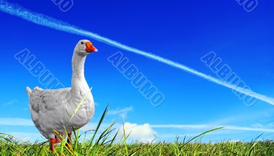Dispersal field. Dispersal field.
