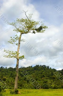 Tree Tree