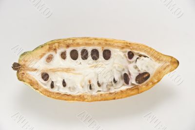 Cacao Fruit