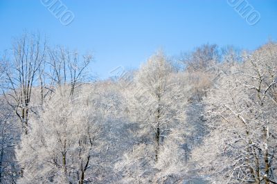 Tree Tops in Winter