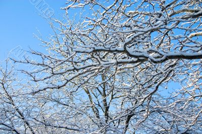 Brances in Winter Brances in Winter