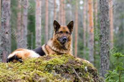 Germany Sheep-dog laying on the stone