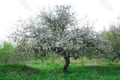 apple-tree