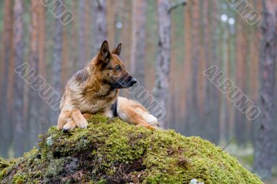 Germany Sheep-dog laying on the stone