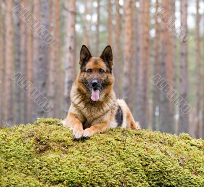 Germany Sheep-dog laying on the stone Germany Sheep-dog laying on the stone