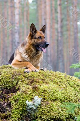 Germany Sheep-dog laying on the stone