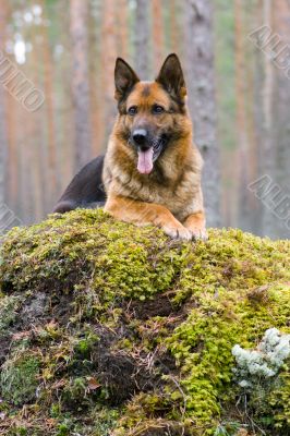 Germany Sheep-dog laying on the stone